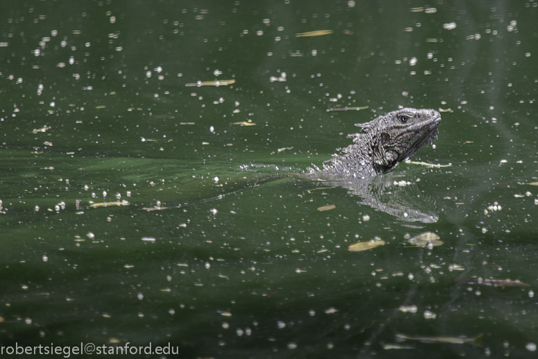 swimming iguana